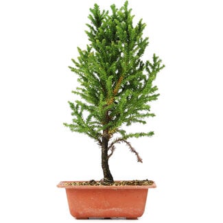 Cryptomeria japonica, 32 cm, ± 5 anni