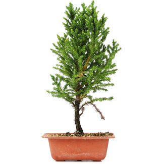 Cryptomeria japonica, 32 cm, ± 5 jaar oud