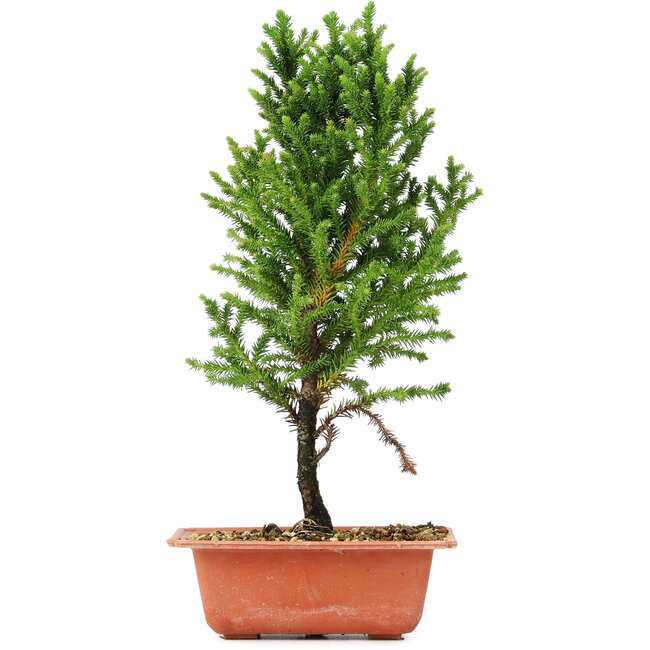 Cryptomeria japonica, 32 cm, ± 5 jaar oud