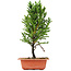 Cryptomeria japonica, 32 cm, ± 5 jaar oud