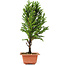 Cryptomeria japonica, 32 cm, ± 5 jaar oud