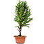 Cryptomeria japonica, 32 cm, ± 5 years old