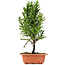 Cryptomeria japonica, 32 cm, ± 5 Jahre alt