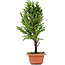 Cryptomeria japonica, 32 cm, ± 5 jaar oud