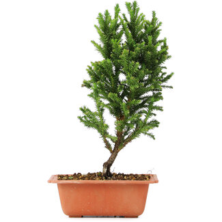 Cryptomeria japonica, 29 cm, ± 5 años