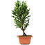 Cryptomeria japonica, 29 cm, ± 5 years old