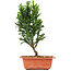 Cryptomeria japonica, 29 cm, ± 5 Jahre alt