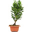 Cryptomeria japonica, 29 cm, ± 5 years old