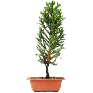 Cryptomeria japonica, 37 cm, ± 5 jaar oud