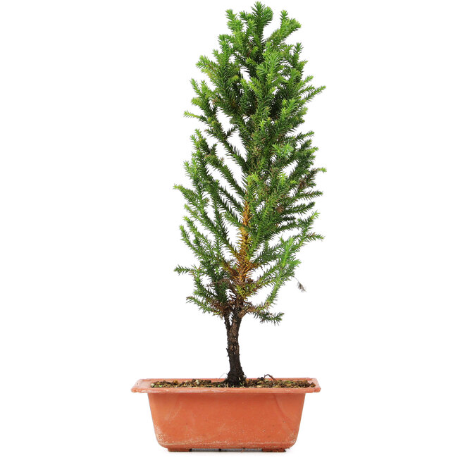 Cryptomeria japonica, 37 cm, ± 5 jaar oud