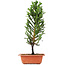 Cryptomeria japonica, 37 cm, ± 5 jaar oud