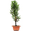 Cryptomeria japonica, 37 cm, ± 5 years old