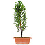 Cryptomeria japonica, 37 cm, ± 5 jaar oud