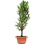 Cryptomeria japonica, 37 cm, ± 5 jaar oud