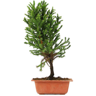 Cryptomeria japonica, 32 cm, ± 5 jaar oud