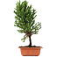 Cryptomeria japonica, 32 cm, ± 5 jaar oud