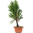 Cryptomeria japonica, 32 cm, ± 5 jaar oud