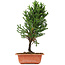 Cryptomeria japonica, 32 cm, ± 5 Jahre alt