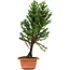 Cryptomeria japonica, 32 cm, ± 5 jaar oud