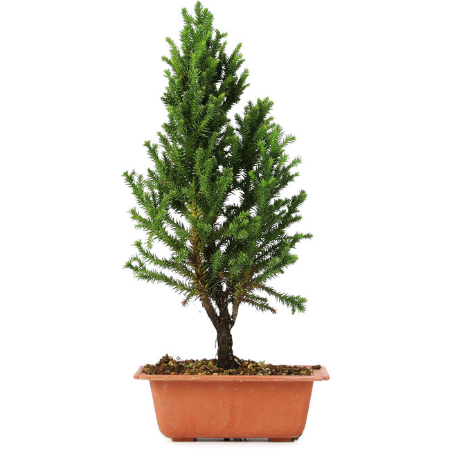 Cryptomeria japonica, 33 cm, ± 5 years old