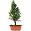 Cryptomeria japonica, 33 cm, ± 5 jaar oud