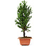 Cryptomeria japonica, 33 cm, ± 5 jaar oud