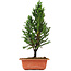 Cryptomeria japonica, 33 cm, ± 5 jaar oud