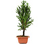 Cryptomeria japonica, 33 cm, ± 5 Jahre alt