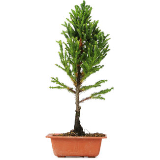 Cryptomeria japonica, 37 cm, ± 5 ans