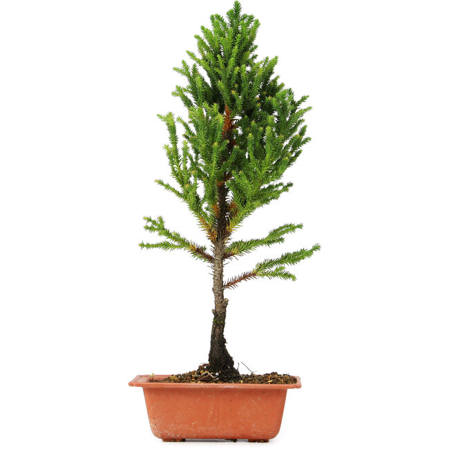 Cryptomeria japonica, 37 cm, ± 5 anni