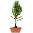 Cryptomeria japonica, 37 cm, ± 5 jaar oud