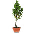 Cryptomeria japonica, 37 cm, ± 5 years old