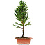 Cryptomeria japonica, 37 cm, ± 5 jaar oud