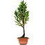 Cryptomeria japonica, 37 cm, ± 5 years old