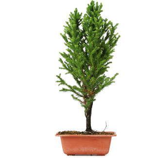 Cryptomeria japonica, 38 cm, ± 5 anni