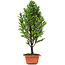 Cryptomeria japonica, 38 cm, ± 5 jaar oud