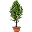 Cryptomeria japonica, 38 cm, ± 5 jaar oud