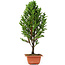 Cryptomeria japonica, 38 cm, ± 5 years old