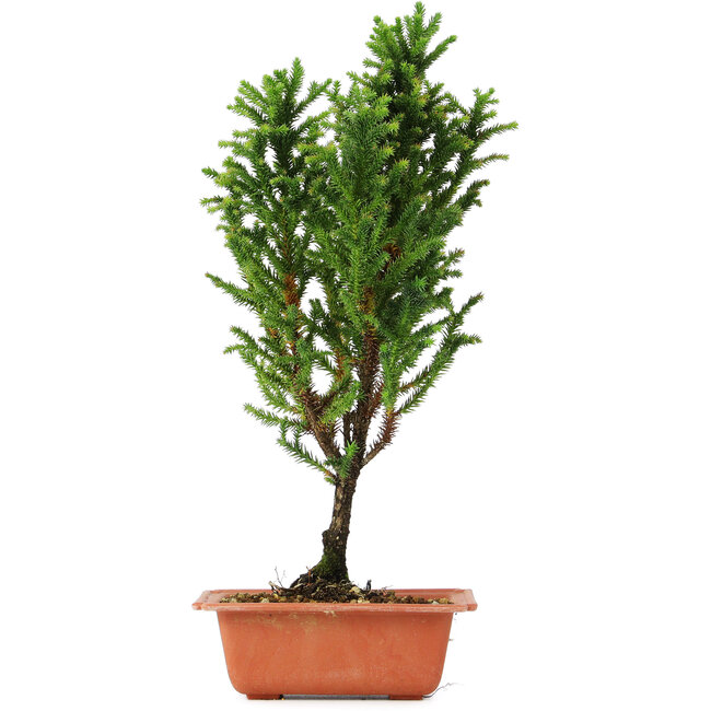 Cryptomeria japonica, 37 cm, ± 5 jaar oud