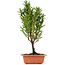 Cryptomeria japonica, 37 cm, ± 5 years old