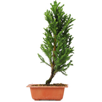 Cryptomeria japonica, 36 cm, ± 5 jaar oud