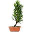 Cryptomeria japonica, 36 cm, ± 5 jaar oud