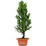 Cryptomeria japonica, 36 cm, ± 5 jaar oud