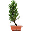 Cryptomeria japonica, 36 cm, ± 5 years old