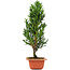 Cryptomeria japonica, 36 cm, ± 5 Jahre alt