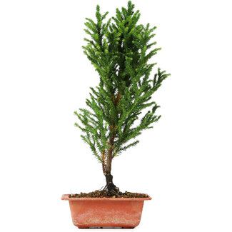 Cryptomeria japonica, 38 cm, ± 5 anni