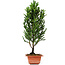 Cryptomeria japonica, 38 cm, ± 5 jaar oud