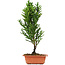 Cryptomeria japonica, 38 cm, ± 5 anni