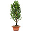 Cryptomeria japonica, 38 cm, ± 5 jaar oud