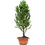 Cryptomeria japonica, 38 cm, ± 5 years old